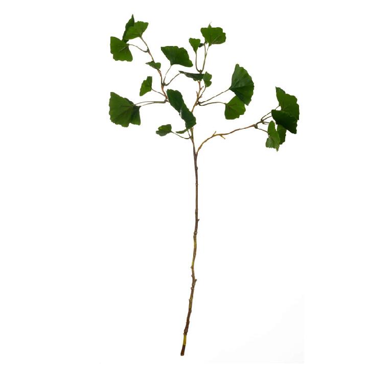 Растение декоративное Asa Selection Deko ветка Гингко