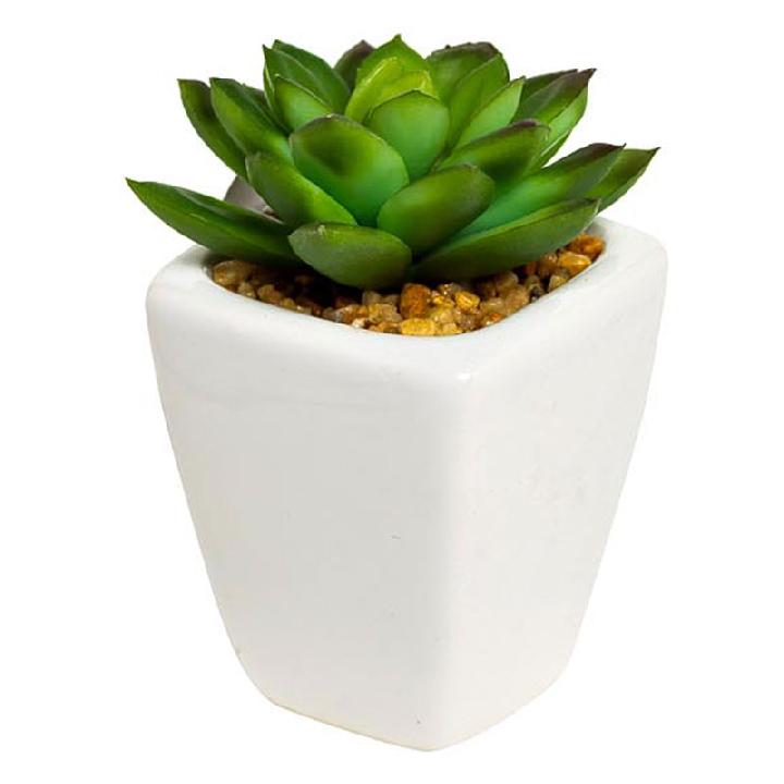 Суккулент в горшочке Гарда Декор 9см