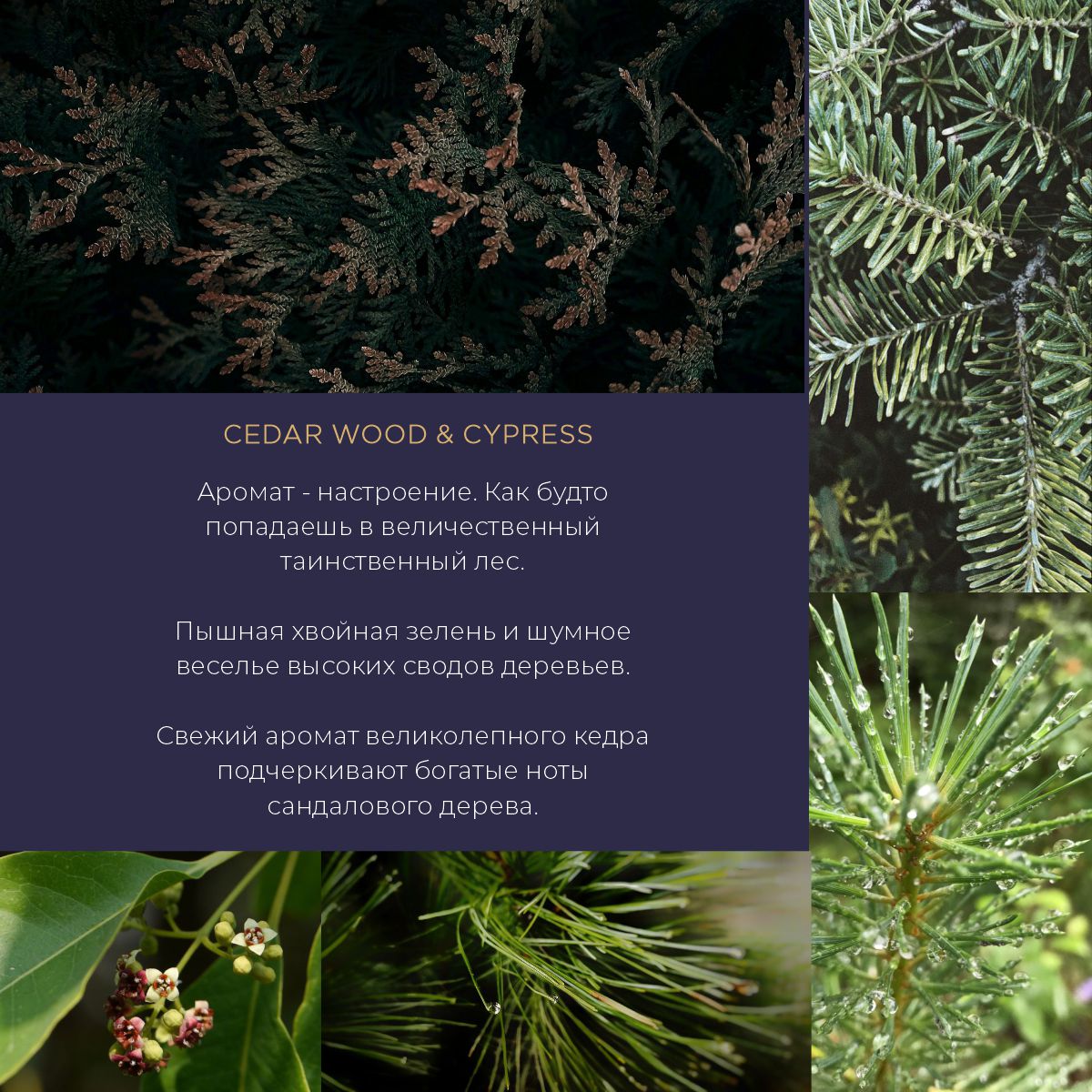 Свеча ароматическая La Prima Cedar wood & Cypress (Кедровое дерево и кипарис)